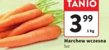 marchew młoda