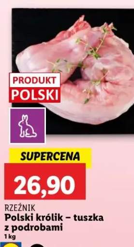 królik