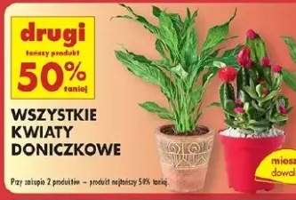 kwiaty doniczkowe