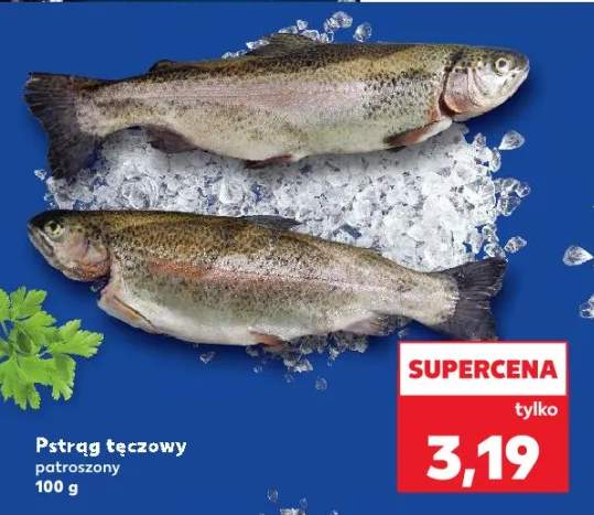 pstrąg tęczowy