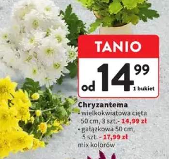 chryzantema