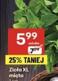 zioła
