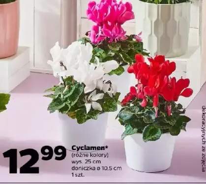 cyklamen