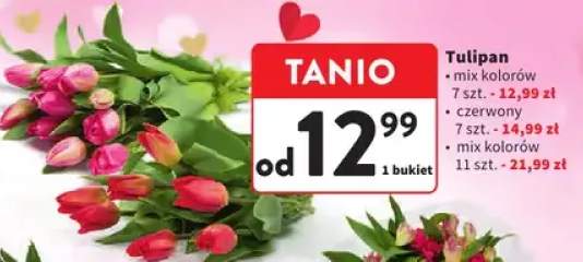 Tulipan mix kolorów 11szt