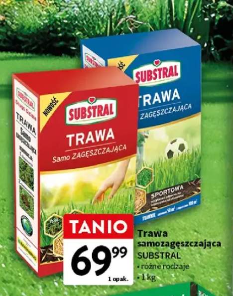 Trawa samozagęszczająca