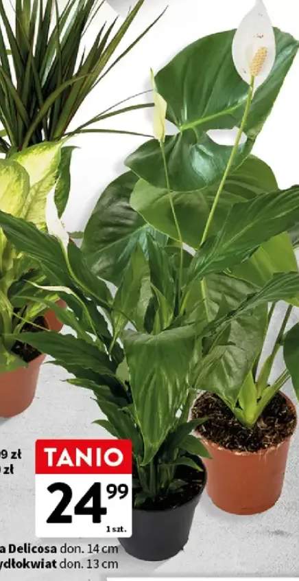 Skrzydłokwiat roślina doniczkowa don. 13cm