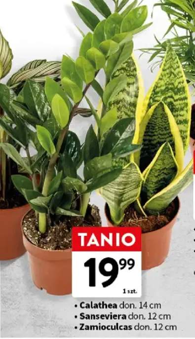 Zamioculcas roślina doniczkowa don. 12cm