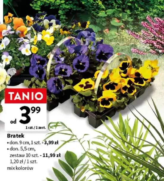 Bratki roślina doniczkowa don. 5,5cm zestaw