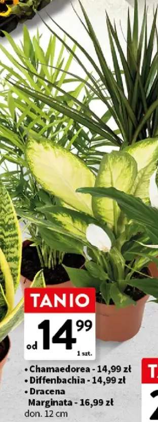 Dracena Marginata roślina doniczkowa don. 12cm