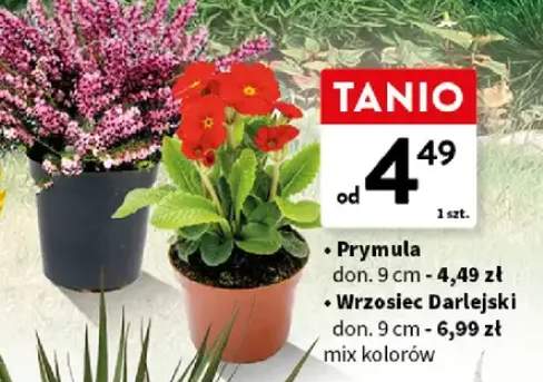 Wrzosiec harlekijski roślina doniczkowa don. 9cm mix kolorów