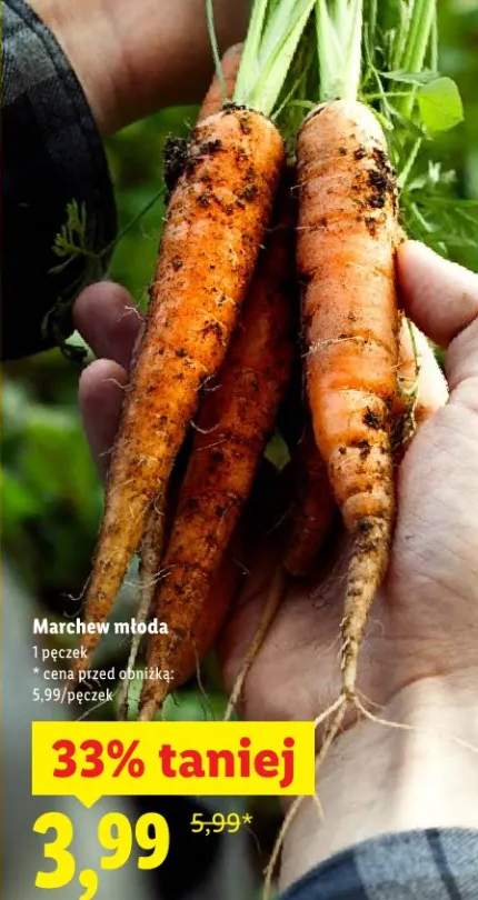marchew młoda
