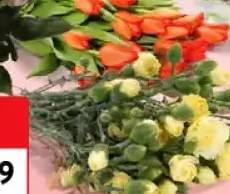 Goździk gałązkowy 10 szt.