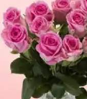 Róża cięta 10 szt.