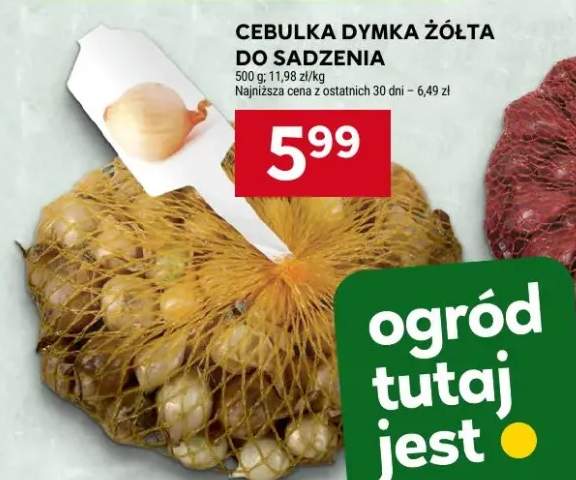 cebulki