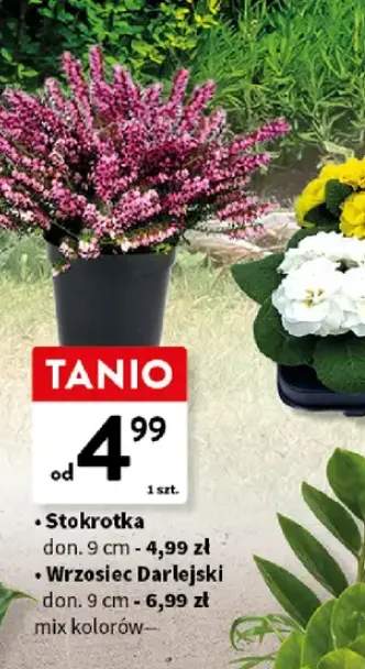 Wrzosiec Darlejski don. 9cm mix kolorów