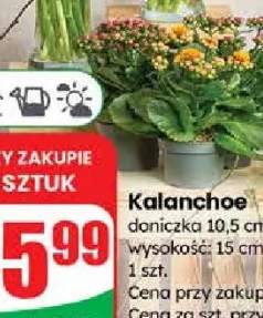 kalanchoe