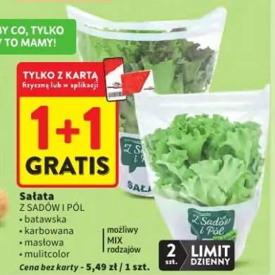 Sałata batavska, karbowana, oakleaf, multicolor możliwy mix i rodzajów