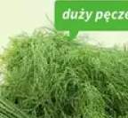 Koperek Z Sadów i Pól