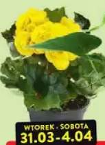 Begonia żółta