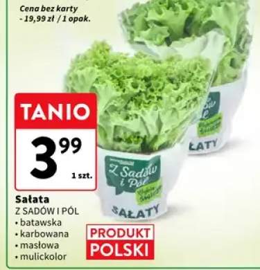 Sałata Z Sadów I Pól - batawska, karbowana, masłowa, mulitklolor