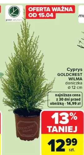 cyprys