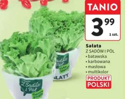 Sałata z sadów i pól