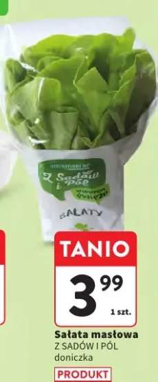 Sałata masłowa Z Sadów i Pól doniczka polska