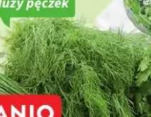 Koperek Z Sadów i Pól duży pęczek