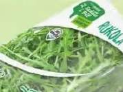 Rukola Z Sadów i Pól