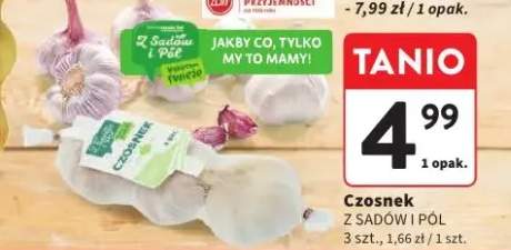 Czosnek Z Sadów i Pól