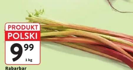Rabarbar luz polski