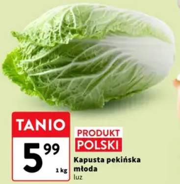 Kapusta pekińska młoda polska luz