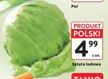 Sałata lodowa polska