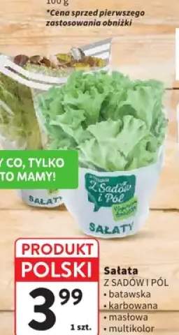 Sałata Z Sadów i Pól batawska