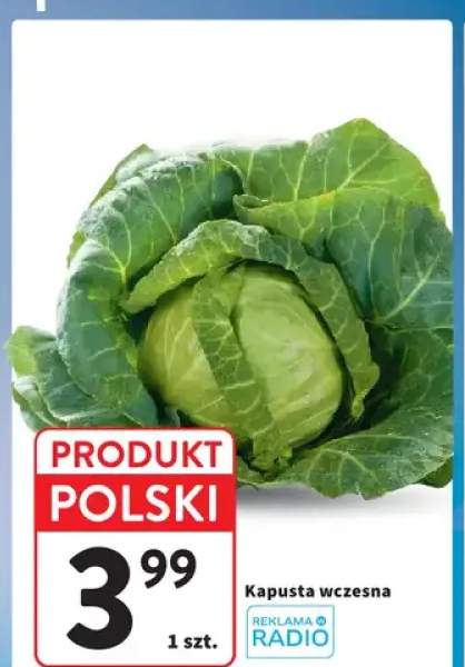 Kapusta wczesna polska