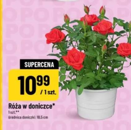 róża w doniczce