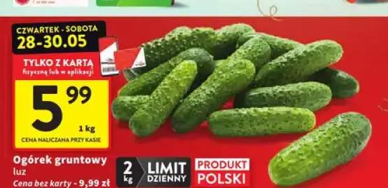 Ogórek gruntowy luz polski