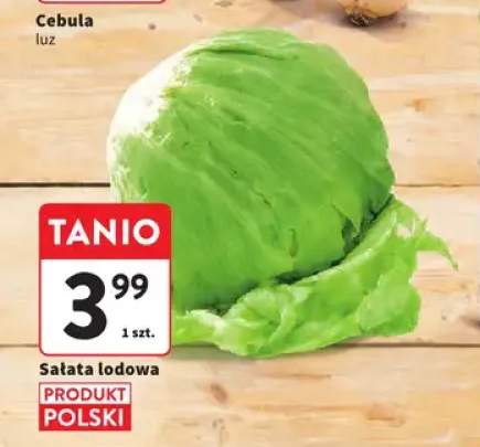 Sałata lodowa