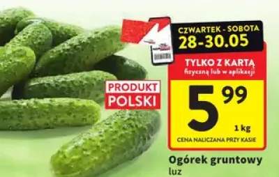 Ogórek gruntowy luz