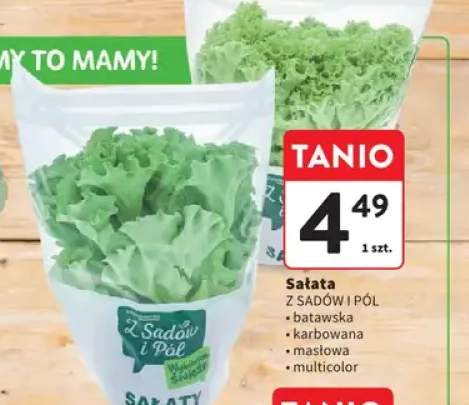 Sałata masłowa Z Sadów i Pól