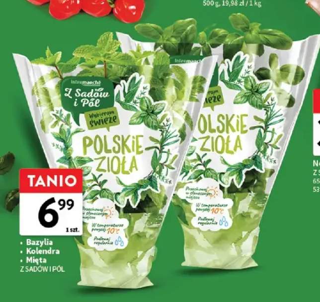 Bazylia Z Sadów i Pól