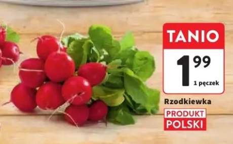Rzodkiewka