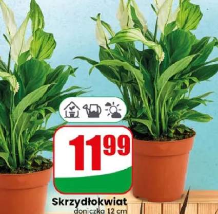 rośliny doniczkowe
