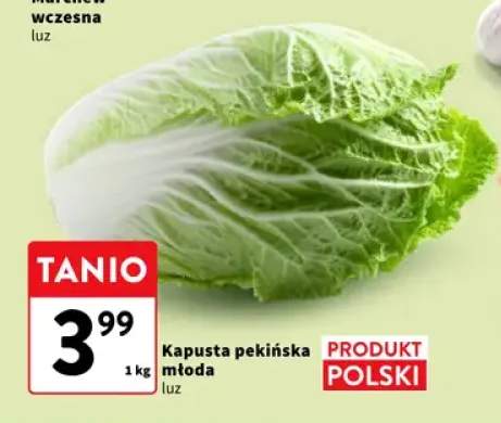 Kapusta pekińska młoda