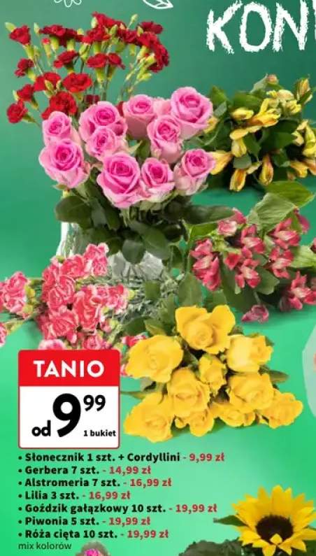Słonecznik z Cordyllini +6 wariantów