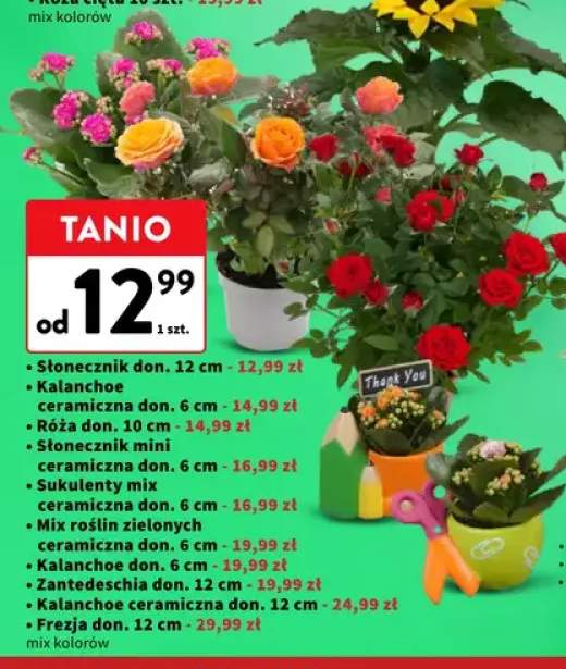Słonecznik doniczkowy 12 cm +9 wariantów