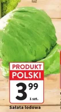 Sałata lodowa