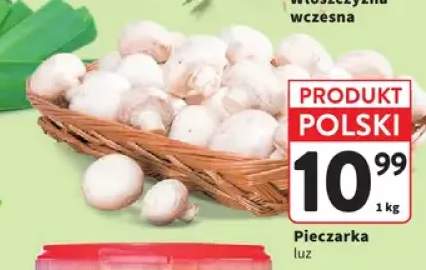 Pieczarka luz