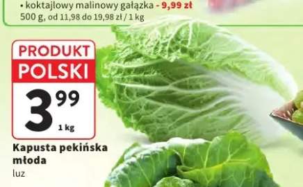 Kapusta pekińska młoda