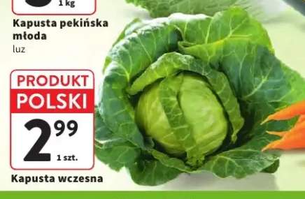 Kapusta wczesna